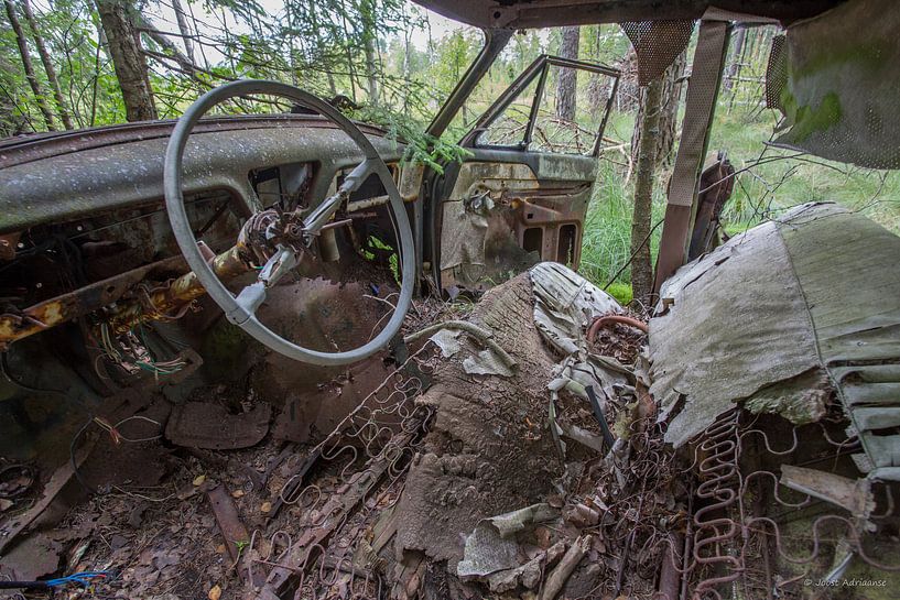 Steer in car at cemetery in forest in Ryd, Sweden by Joost Adriaanse