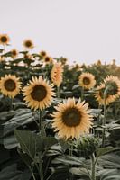 Sonnenblumenfeld | Italien | Toskana