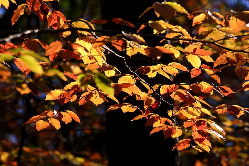 Buche von Thomas Jäger