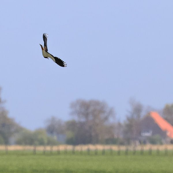 Kiebitz über die Wiese von Age Meijer