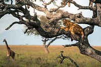 Löwin im Baum mit Giraffe im Hintergrund – Serengeti, Tanzania