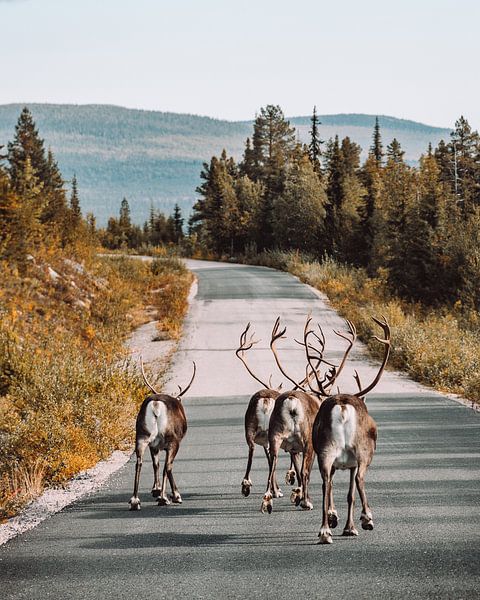 Des rennes sur la route en Suède par Expeditie Aardbol