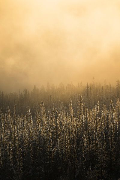 Sonnenaufgang in Norwegen von Wouter van der Weerd