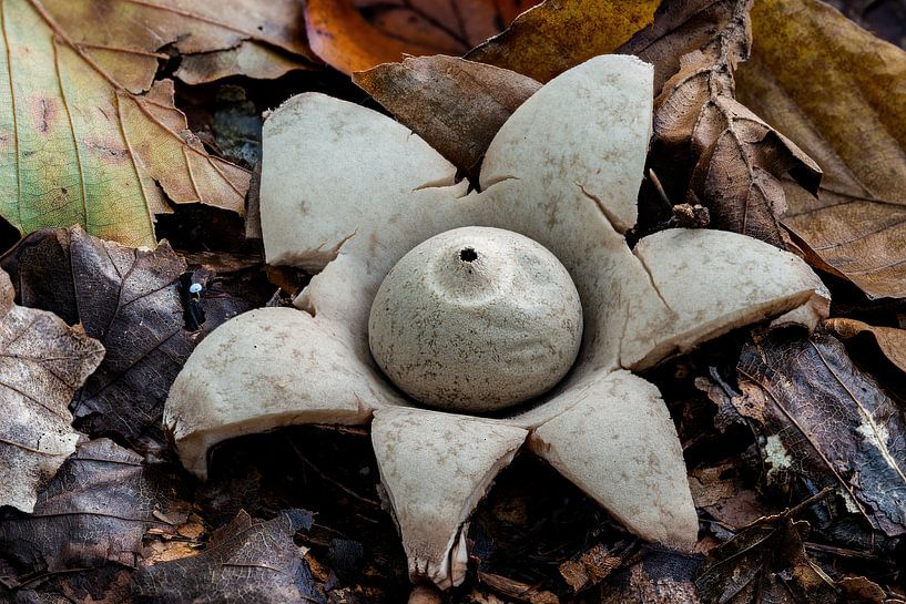 The Collared Earth Star - Geastrum plywood by Rob Smit