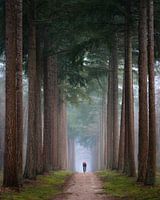 The lonely cyclist | Avenue of trees on a misty morning | Nature photography on the Veluwe