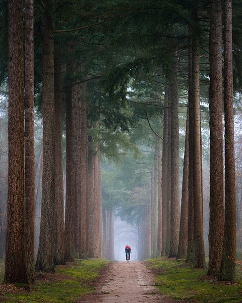 The lonely cyclist | Avenue of trees on a misty morning | Nature photography on the Veluwe by Marijn Alons