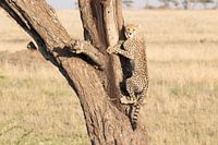 Guépard / guépard dans l'arbre