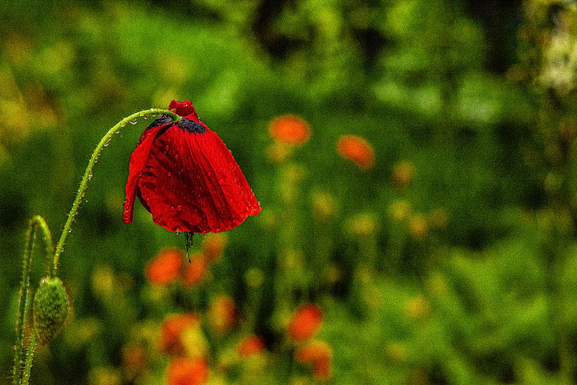 Avec objectif analogique Brouillard de prairie de fleurs de forêt par Johnny Flash