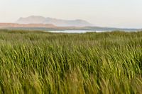 Winkendes Getreide in Islands Landschaft