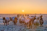 Schapen in de winter / Sheep in the winter