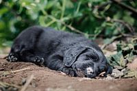 7 Wochen alter Welpe / Kreuzung aus Berner Sennenhund, Labrador und Golden Retriever / schwarzer Hund unter einem Feigenbaum