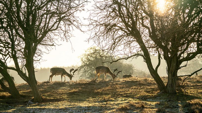 Herten van de AWD par Dirk van Egmond