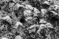 Abstract Zielen van de Zee