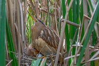 Bittern female with her young in the reeds