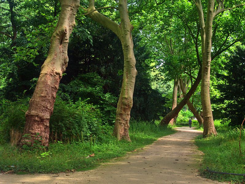 Croissance des arbres par Edgar Schermaul