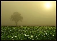 bietenveld in de ochtendzon