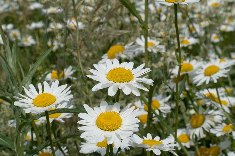 Blumen von Maaike Krimpenfort
