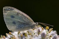 Grand chou blanc après une nuit froide et humide, réveillé par le maigre soleil du matin.