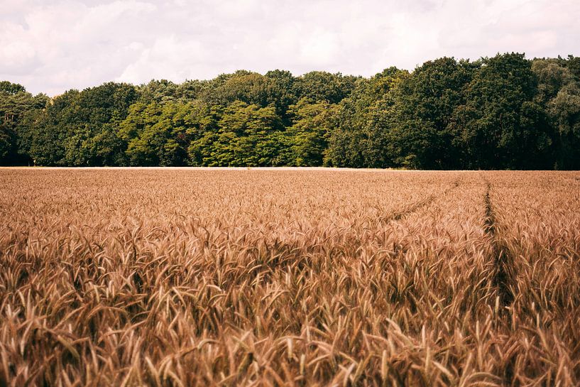 Der Weg durch die Felder. von Simon Peeters