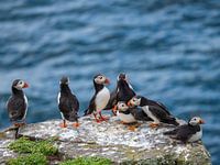 Puffins, Puffins, Ile de Mai
