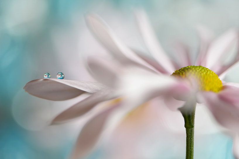 Tiny duo by Heidi Westum