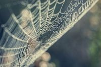 Autumn web