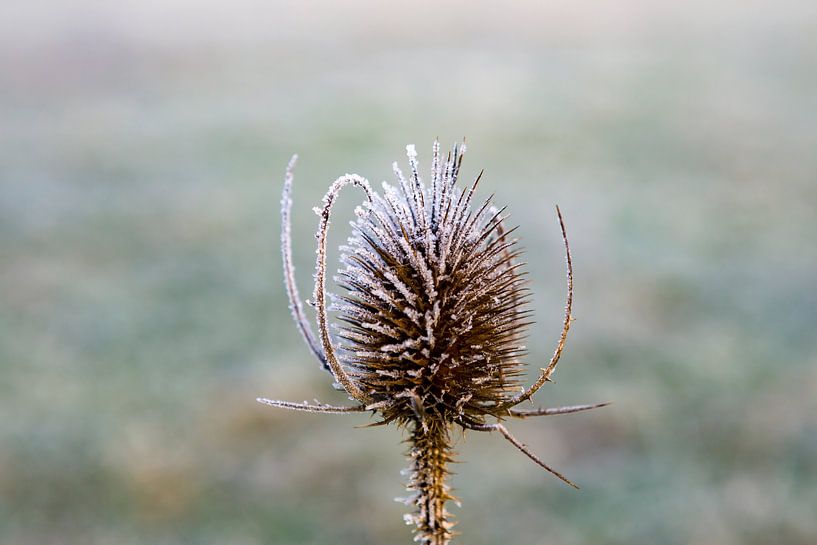 Kaardebol met Rijp in de vrieskou van Tjeerd Knier