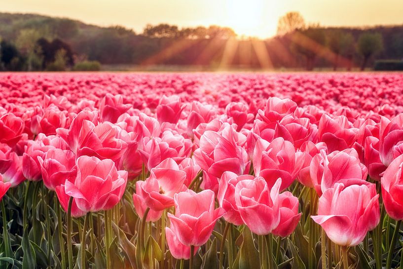 Rayons de soleil sur un champ de tulipes par Fotografie Egmond