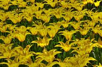 a field of Dutch yellow Tulips at the Keukenhof in LIsse