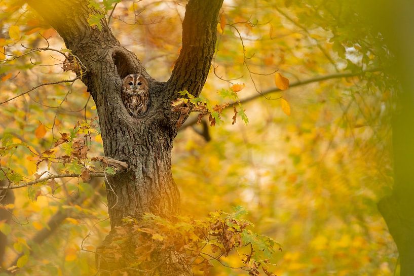 Being watched by Gregory & Jacobine van den Top Nature Photography