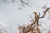Zazoo in freier Wildbahn