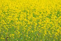 Rapeseed yellow and green