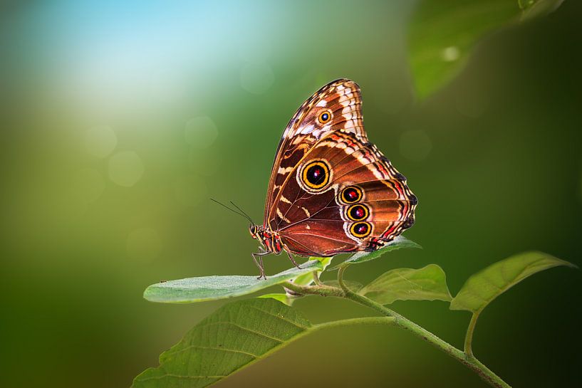 Blauwe Morpho Vlinder von Tim Abeln