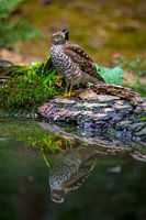 Sparrowhawk