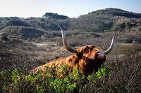 Scottish Highlanders in the dunes