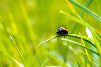 Une coccinelle sur un brin d'herbe