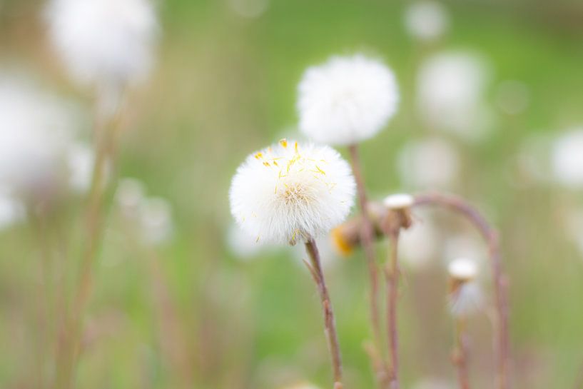 Pluizige paardenbloem von Ineke Timmermans