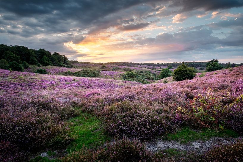 Bruyère pourpre sur le Posbank par Peter Kuipers