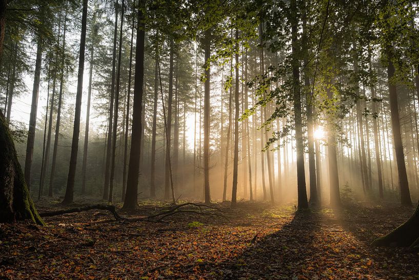 Forest of solar harps by Moetwil en van Dijk - Fotografie