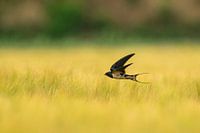 Barn swallow above a wheat field