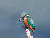 Der Eisvogel, eine märchenhafte Schönheit!