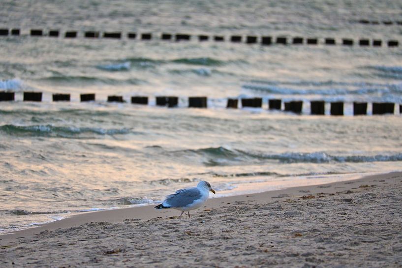 Seagulls on the beach at the Baltic Sea. by Martin Köbsch
