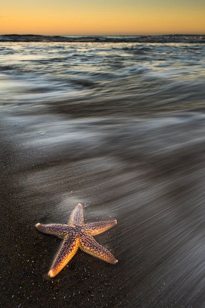 Seestern von Stijn Smits