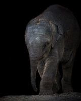 Portret Baby Olifant | Wildlifefotografie