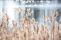 Schilf in der Nähe des Wassers