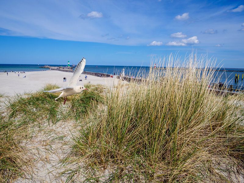 Dune with seagull on the beach in Warnemünde at the Baltic Sea by Animaflora PicsStock