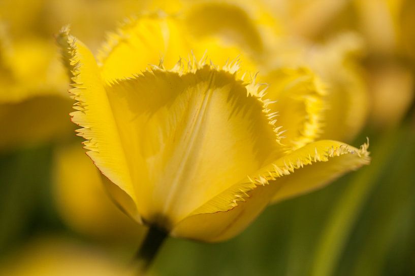 Gele tulp van Orhan Sahin