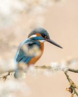 Ijsvogel met pastelkleur
