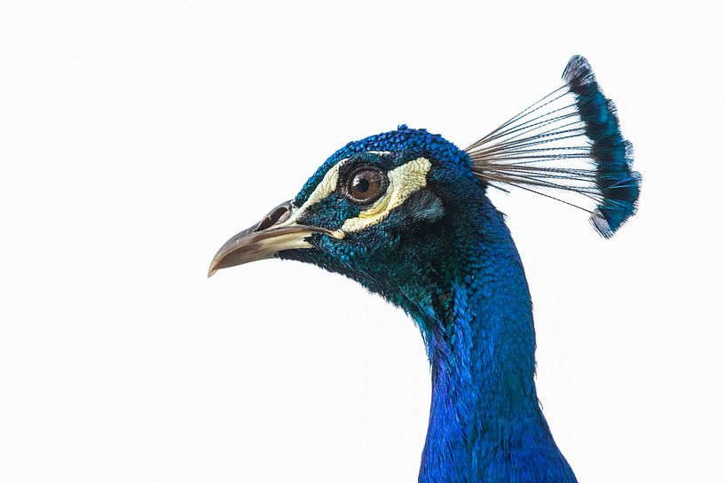 Sierlijke Pauw par Willem Vernes