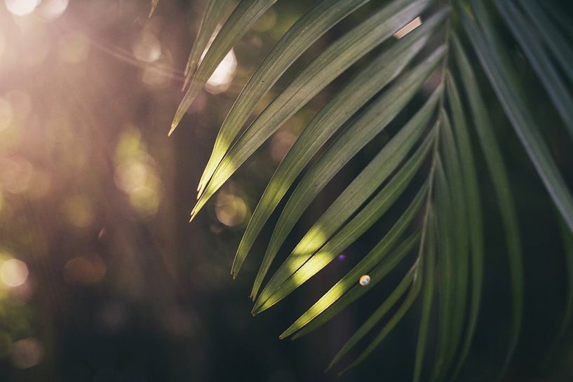 Palm Leaf by Walljar